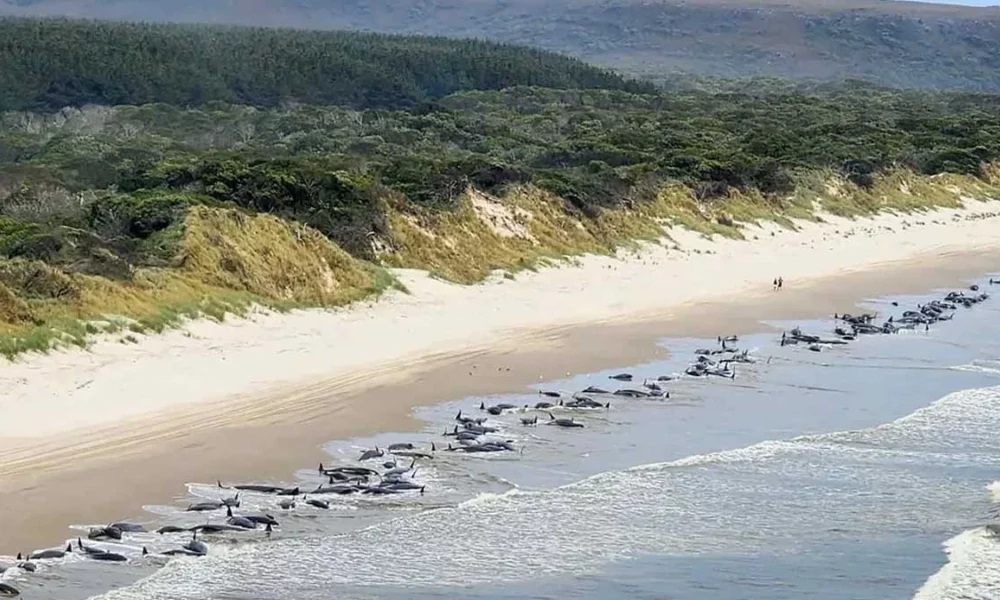 Quase 230 baleias-piloto foram encontradas encalhadas nesta quarta-feira (21) na costa oeste da Tasmânia, Austrália, e apenas metade parecia estar vivas, informaram as autoridades.