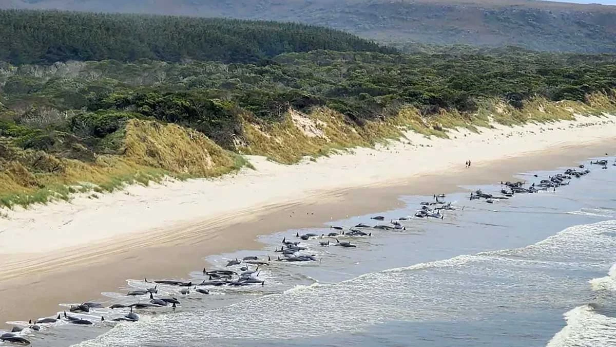 Quase 230 baleias-piloto foram encontradas encalhadas nesta quarta-feira (21) na costa oeste da Tasmânia, Austrália, e apenas metade parecia estar vivas, informaram as autoridades.