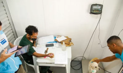 O Castramóvel, serviço itinerante de castração de cães e gatos, prossegue com as atividades no Centro de Artes e Esportes Unificados (CEU), localizado em Valéria. Nas segundas, quartas e sextas-feiras, o atendimento é prioritário para gatos. Já nas terças e quintas-feiras, é a vez dos cães. Iniciado no último dia 19 no local, o Castramóvel atendeu 170 animais, entre cães e gatos.