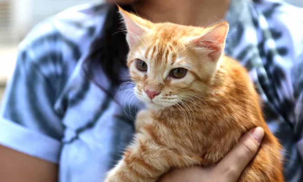 A Câmara dos Deputados aprovou nesta quinta-feira (16) um projeto de lei que obriga pet shops, clínicas veterinárias e estabelecimentos semel