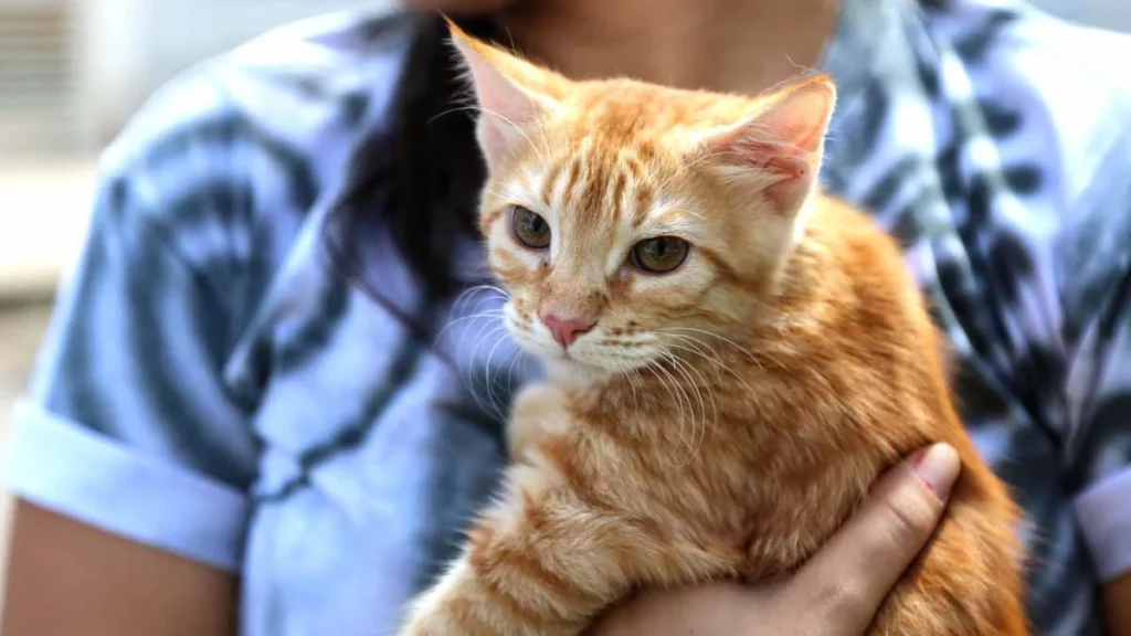 A Câmara dos Deputados aprovou nesta quinta-feira (16) um projeto de lei que obriga pet shops, clínicas veterinárias e estabelecimentos semel