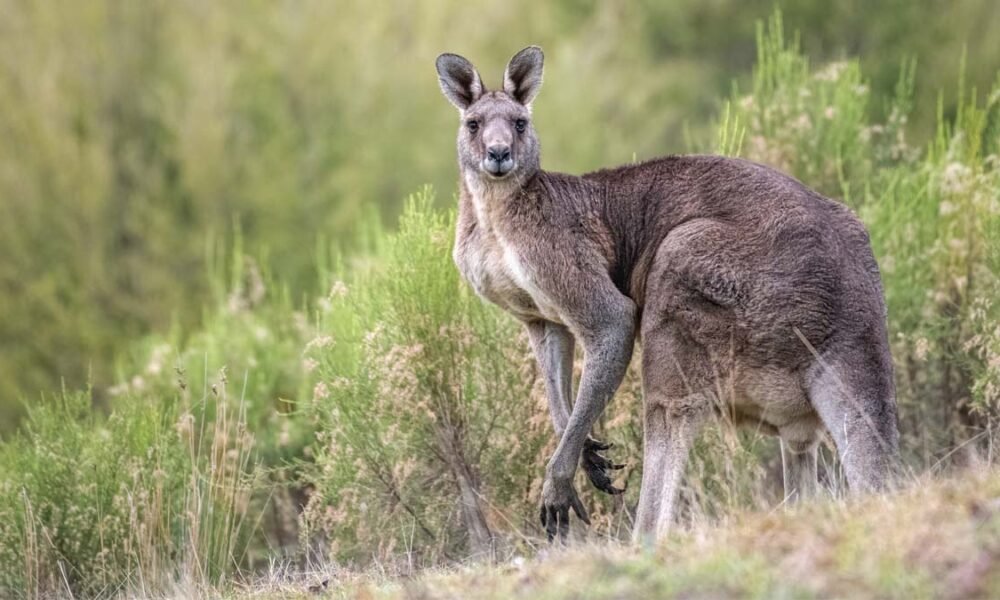 Um idoso morreu devido a ferimentos aparentemente causado por um ataque de seu canguru de estimação no sul da Austrália Ocidental.