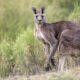 Um idoso morreu devido a ferimentos aparentemente causado por um ataque de seu canguru de estimação no sul da Austrália Ocidental.