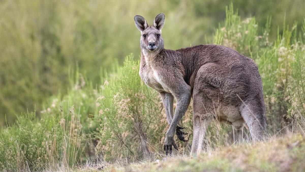 Um idoso morreu devido a ferimentos aparentemente causado por um ataque de seu canguru de estimação no sul da Austrália Ocidental.