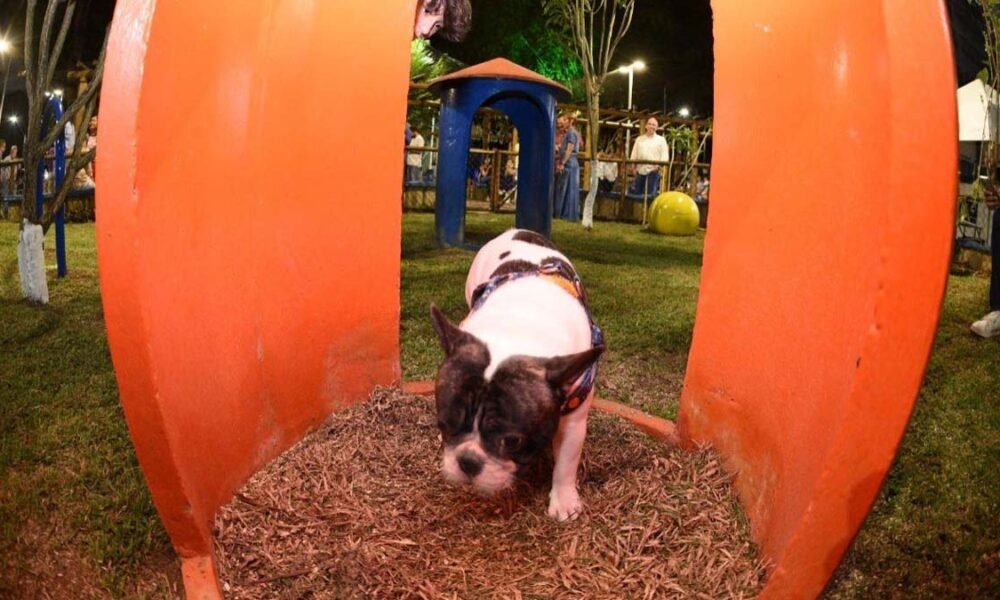 Estruturas exclusivas ao ar livre, erguidas em área verde, têm feito a alegria dos pets e de seus tutores, em Salvador. São os Dog Parks,