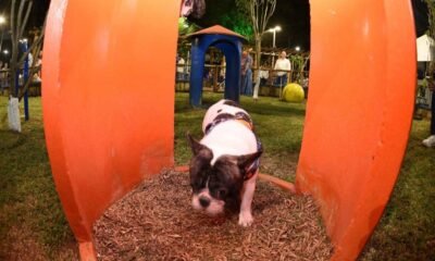 Estruturas exclusivas ao ar livre, erguidas em área verde, têm feito a alegria dos pets e de seus tutores, em Salvador. São os Dog Parks,