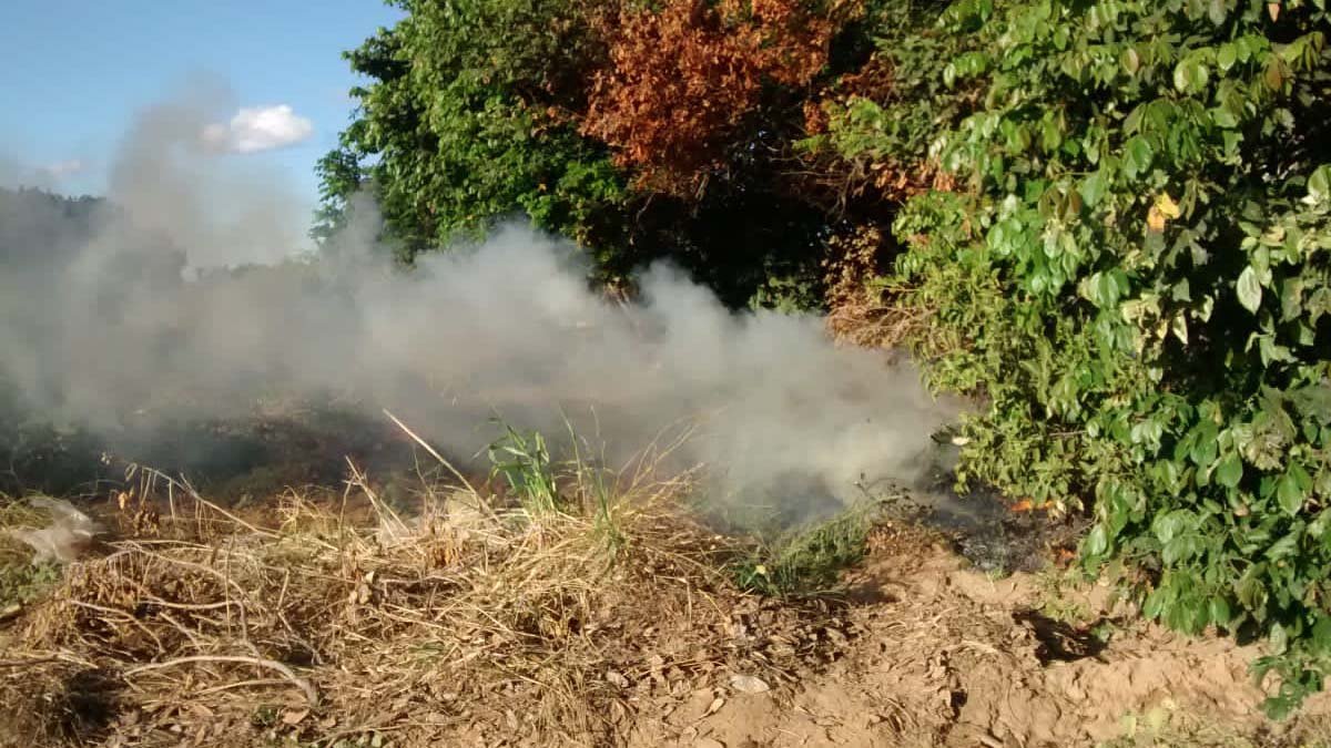 Polícia Militar, empregadas na Operação Terra Limpa, erradicaram cerca de 8,5 mil pés de maconha na zona rural do município de Curaçá. 