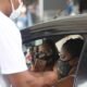 Além da vacinação do grupo infantil, a 5ª dose de reforço segue exclusivamente para pessoas imussupressas com 18 anos ou mais, inclusive,