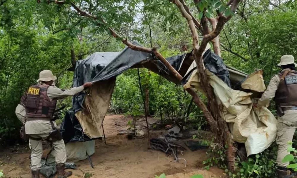 A ‘Operação Terra Limpa’ aprendeu, nesta quinta-feira (22), 16.500 mil pés de maconha, na Lagoa do Mari, município de Sento Sé. Com a ação, s