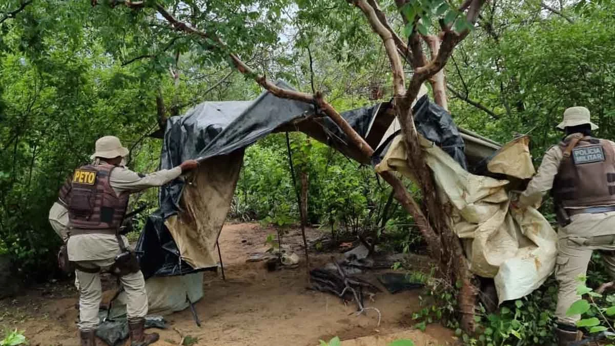 A ‘Operação Terra Limpa’ aprendeu, nesta quinta-feira (22), 16.500 mil pés de maconha, na Lagoa do Mari, município de Sento Sé. Com a ação, s