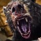 Inspirado em uma história real, ocorrida em 1985, sobre a queda do avião de um traficante de drogas, um lote de cocaína perdido e o urso