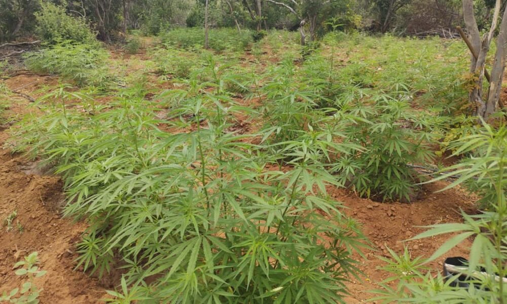 horas desta quinta-feira (19), guarnições da PM, empregadas na Operação Terra Limpa, erradicaram cerca de 15 mil pés de maconha