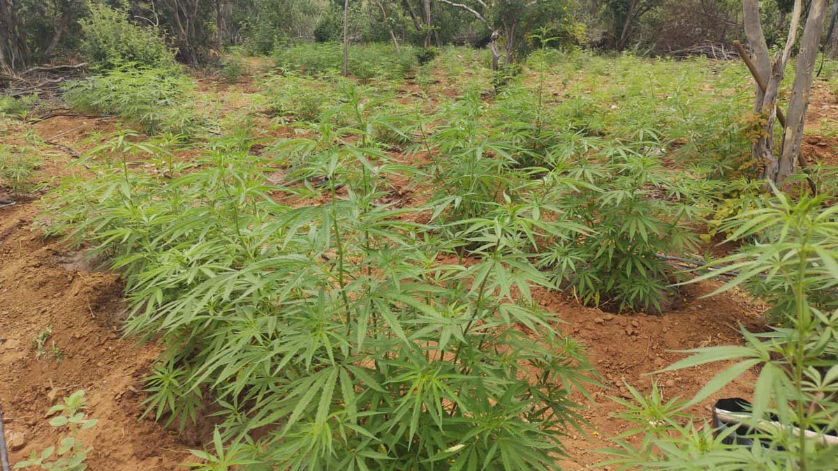 horas desta quinta-feira (19), guarnições da PM, empregadas na Operação Terra Limpa, erradicaram cerca de 15 mil pés de maconha