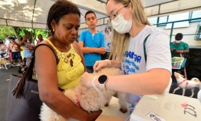 Um mutirão com oferta gratuita da vacina V10 vacinou mais de 1,4 mil cães, em Salvador, única capital do país a realizar este tipo de ação, i