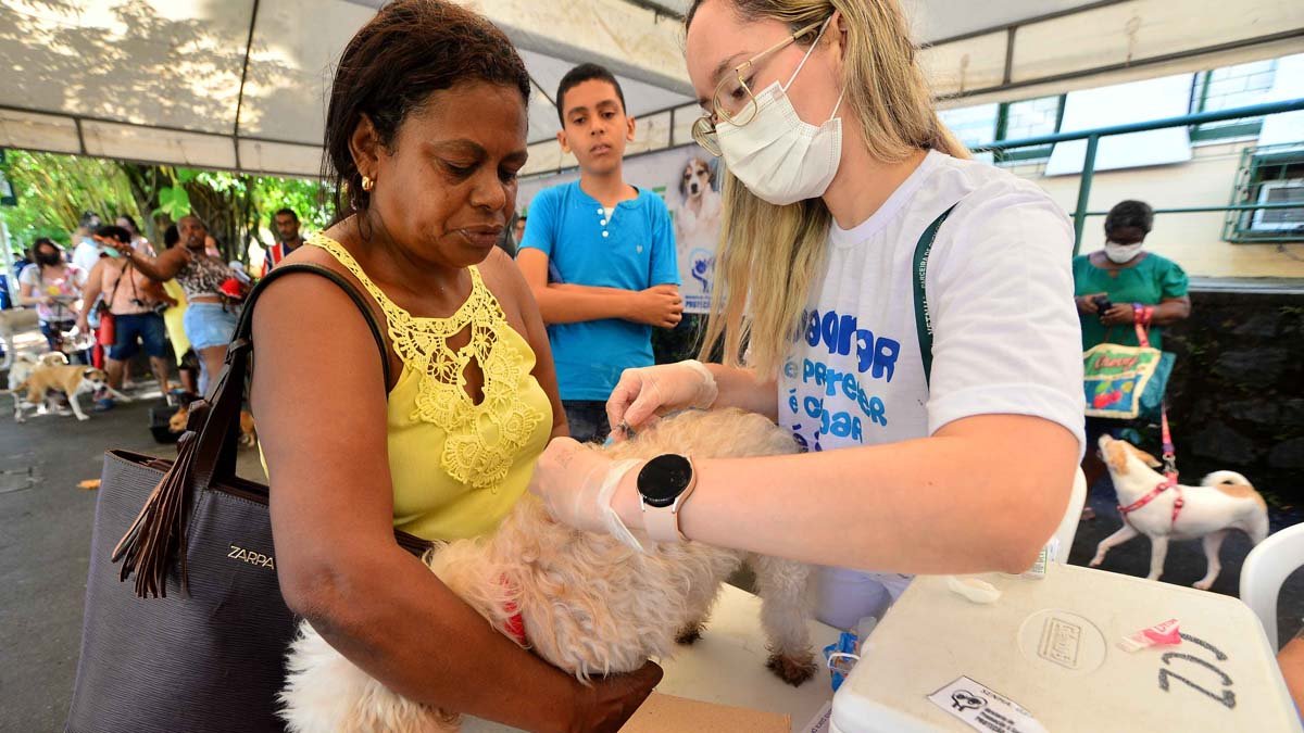 Um mutirão com oferta gratuita da vacina V10 vacinou mais de 1,4 mil cães, em Salvador, única capital do país a realizar este tipo de ação, i