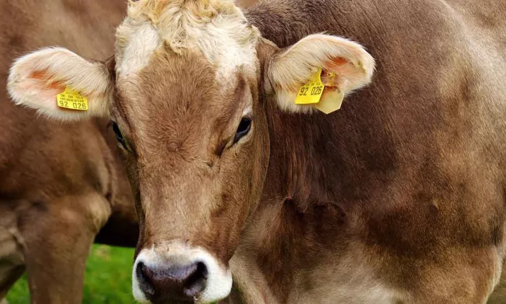 O Ministério da Agricultura e Pecuária (Mapa) confirmou nesta quinta-feira (2) que o caso de mal da vaca louca descoberto no Pará se trata de