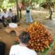 entre Ilhéus e Uruçuca, na zona turística Costa do Cacau, onde funciona o roteiro histórico e gastronômico da Estrada do Chocolate, ganhou,