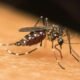 O número de casos prováveis de chikungunya no Brasil, no início deste ano, mais do que dobrou em relação ao mesmo período do ano