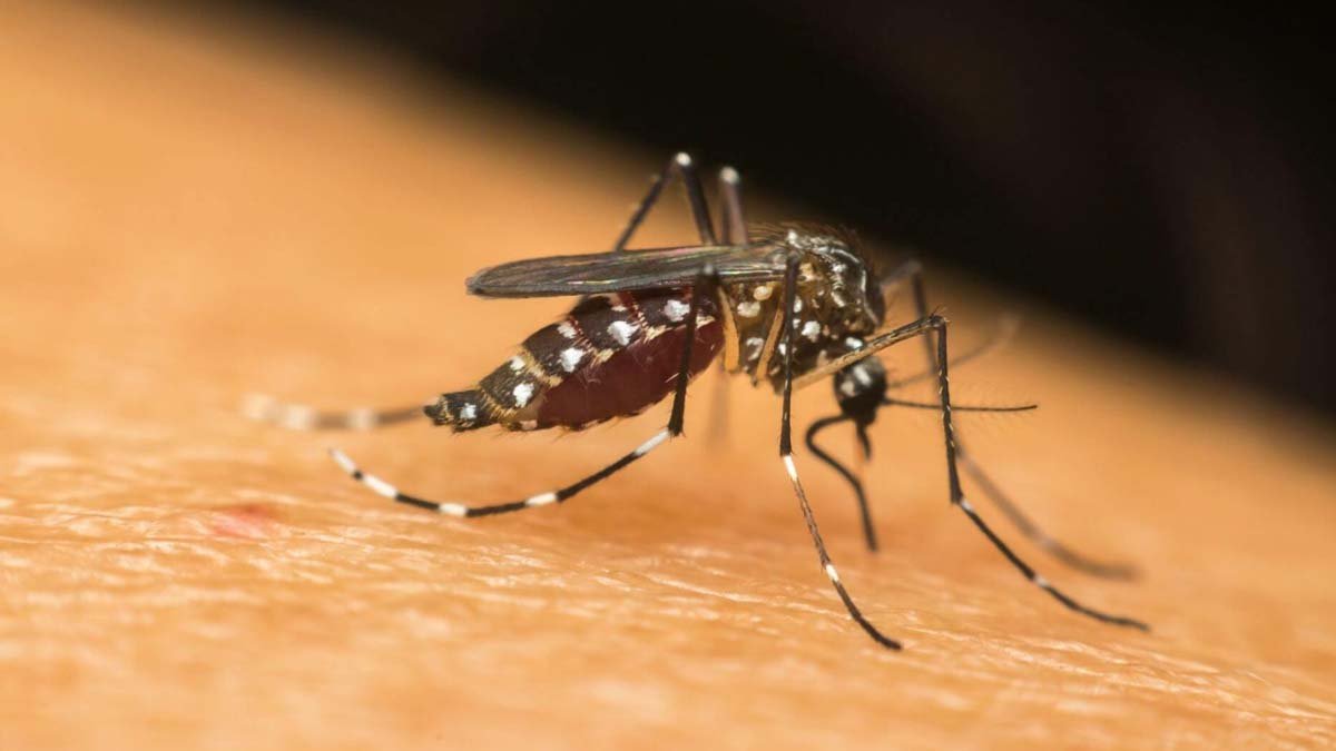 O número de casos prováveis de chikungunya no Brasil, no início deste ano, mais do que dobrou em relação ao mesmo período do ano
