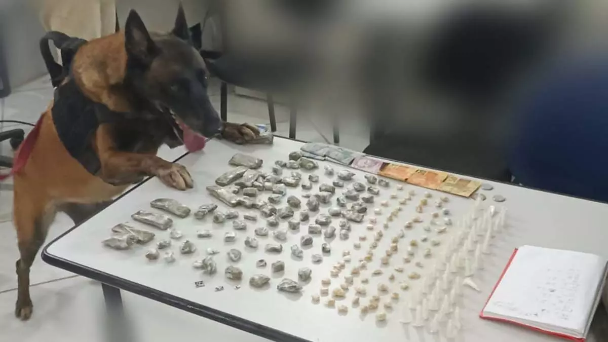 Cão do 8º BPM localiza drogas em Trancoso