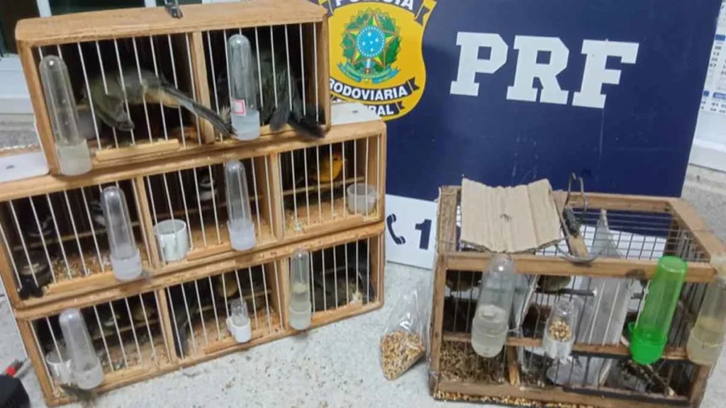 A Polícia Rodoviária Federal (PRF) resgatou 18 aves silvestres que foram encontradas em condições precárias dentro de pequenas gaiolas durant