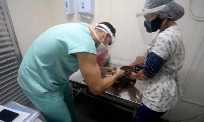 de Direito Administrativo (Reda). A seleção visa contratar cinco médicos veterinários que irão atuar na Diretoria de Proteção Animal (Dipa).  
