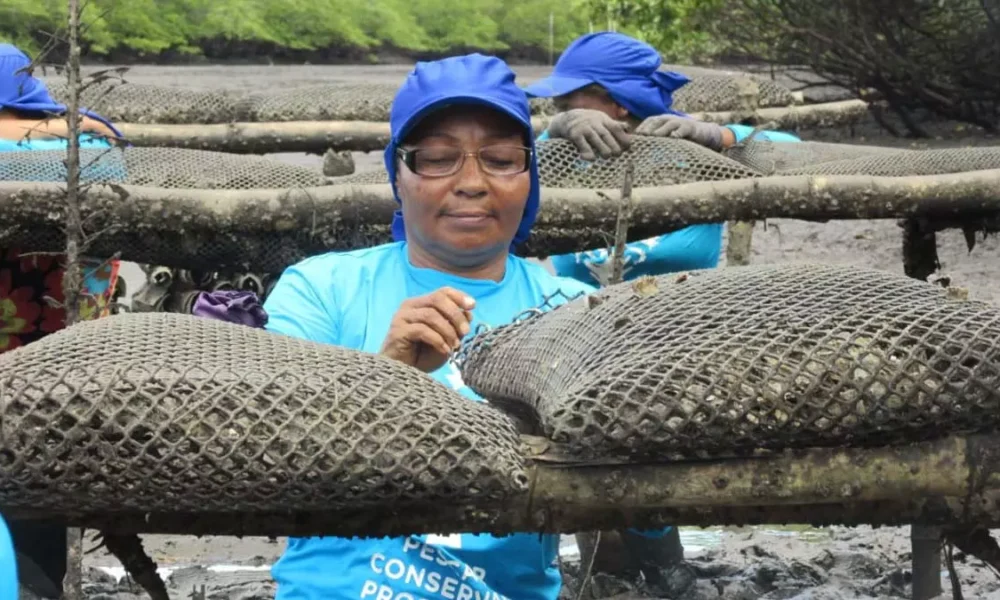 Uma mão na roda, ou melhor, no barco. Assim as mulheres quilombola da Associação de Marisqueiras e Quilombolas do Baixão do Guaí e