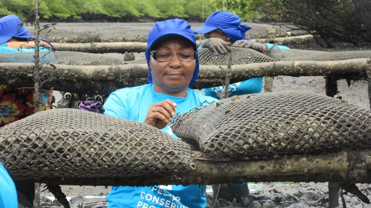 Uma mão na roda, ou melhor, no barco. Assim as mulheres quilombola da Associação de Marisqueiras e Quilombolas do Baixão do Guaí e