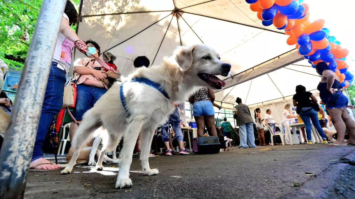 O Parque da Cidade será palco da realização de uma "cãominhada" através do Dog na Trilha Solidário, que acontece no domingo (4), a partir
