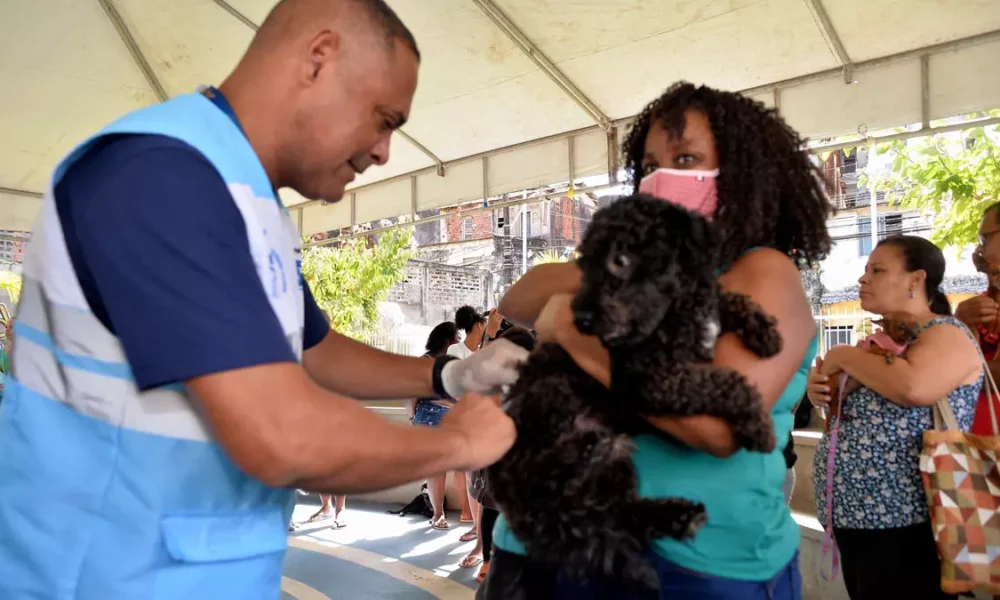 Salvador inicia a Campanha de Vacinação Antirrábica Animal na próxima segunda-feira (31). A abertura da campanha, cujo