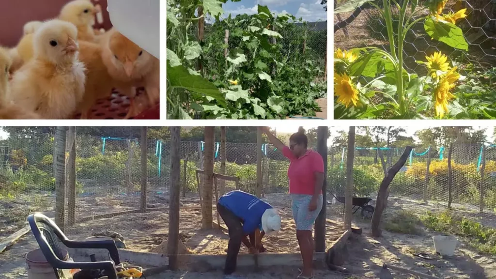 Desenvolvimento e Ação Regional (CAR), proporcionaram às mulheres agricultoras do município de Barreiras, no território Bacia do Rio