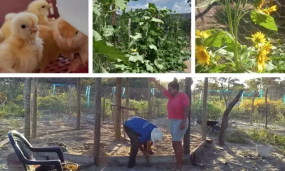 Desenvolvimento e Ação Regional (CAR), proporcionaram às mulheres agricultoras do município de Barreiras, no território Bacia do Rio