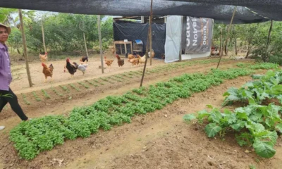 que vem dos quintais das casas para as mesas de baianos e baianas? Essa é a estratégia dos quintais produtivos espalhados por todo