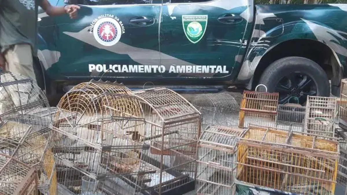 O Centro Estadual de Triagem de Animais Silvestres do Inema (Cetas) recebeu, ontem (03), 42 aves silvestres apreendidas pela Companhia de Polí