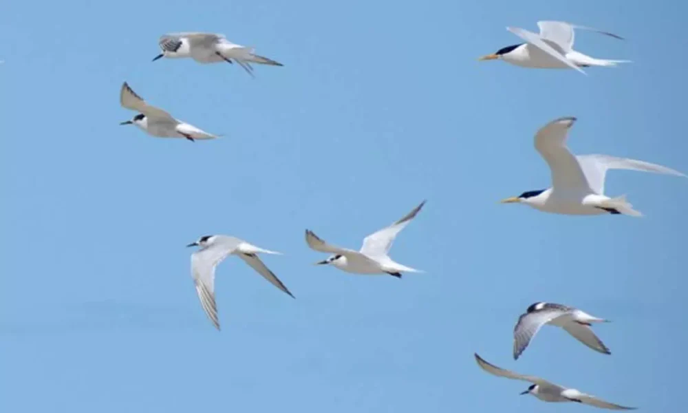 Colômbia, Equador, Argentina e Uruguai. Levando em conta o período atual após a migração de aves silvestres para o Brasil,