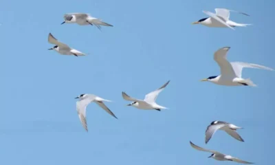 Colômbia, Equador, Argentina e Uruguai. Levando em conta o período atual após a migração de aves silvestres para o Brasil,