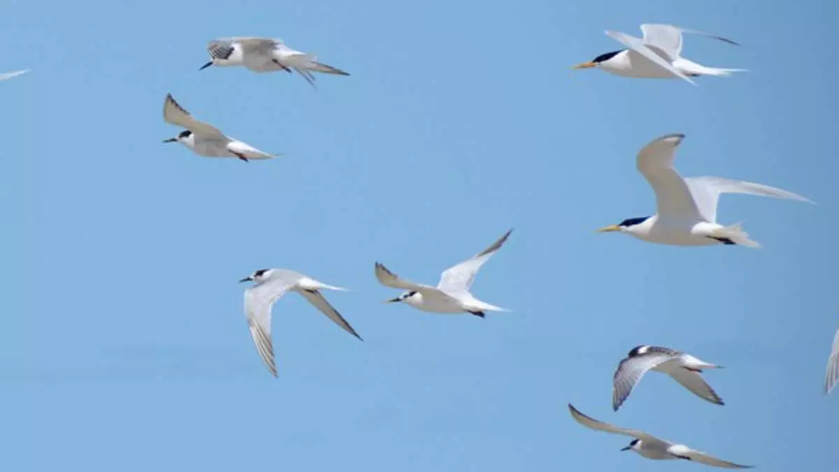 Colômbia, Equador, Argentina e Uruguai. Levando em conta o período atual após a migração de aves silvestres para o Brasil,