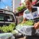 kits da 4ª fase do Projeto Horta em Casa em 2023 aos 100 contemplados. Compõe o kit: jardineira, quatro mudas de hortaliças,