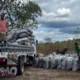 Cerca de 25 toneladas de carvão vegetal ilegal foram apreendidas e cinco pessoas foram presas, em 48 horas, pela Companhia Independente