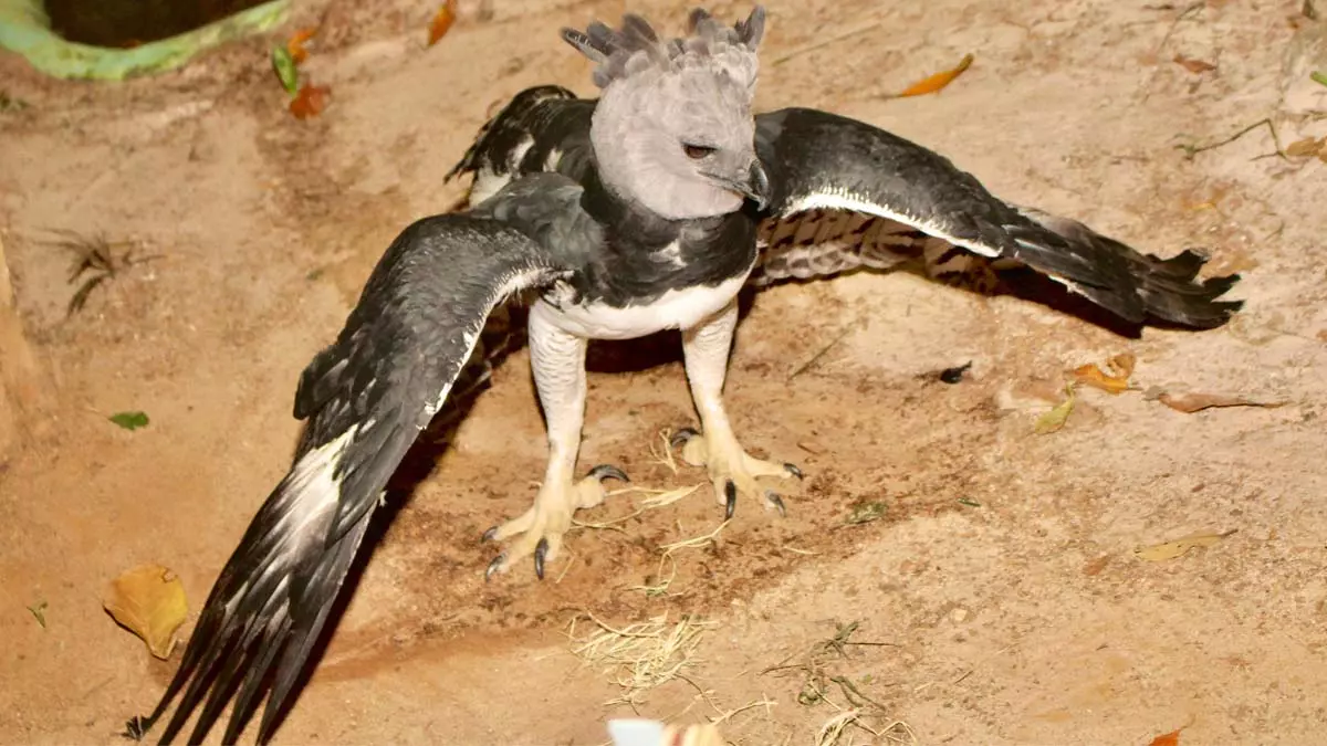 Nesta terça-feira (21), uma Harpia, também conhecida como gavião-real, desembarcou na capital baiana vinda do Zoológico