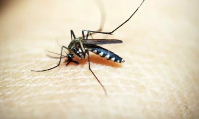 O Ministério da Saúde incorporou, nesta quinta-feira (21), a vacina contra dengue no Sistema Único de Saúde (SUS). O Brasil é o