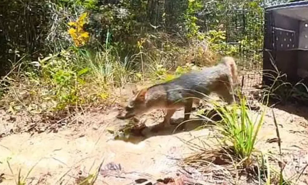 Uma história que começou no dia 10 de janeiro, quando o Centro Estadual de Triagem de Animais Silvestres do Inema (Cetas) foi