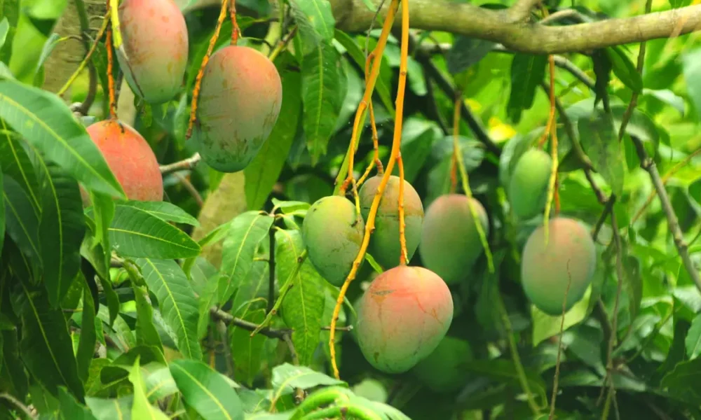 A Bahia se destaca na fruticultura nacional com polos consolidados para exportação e altos índices de produtividade nas áreas irrigadas,