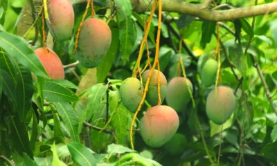 A Bahia se destaca na fruticultura nacional com polos consolidados para exportação e altos índices de produtividade nas áreas irrigadas,