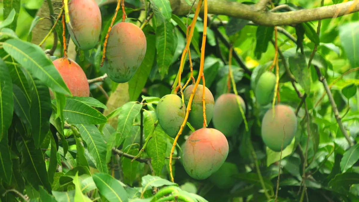 A Bahia se destaca na fruticultura nacional com polos consolidados para exportação e altos índices de produtividade nas áreas irrigadas,