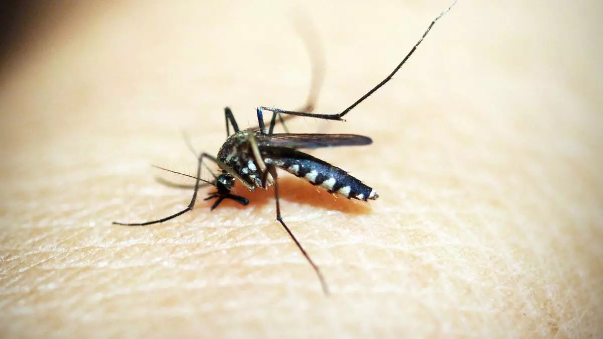 Desde o início do ano, o Brasil registrou 1.017.278 casos prováveis de dengue e 214 mortes confirmadas pela doença. Outros