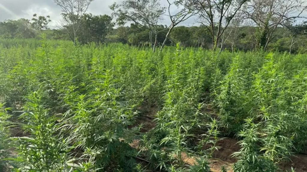 canabbis sativa lineu (maconha). A ação se deu no âmbito da Operação Terra Livre, no município de Andorinha, região norte do