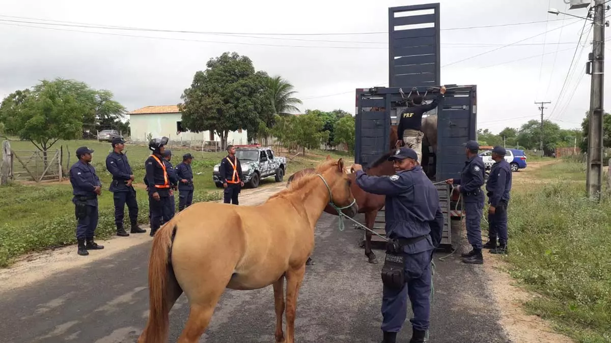 a 21º Companhia Independente da Polícia Militar da Bahia e a Guarda Municipal de Cipó se uniram para recolher animais que