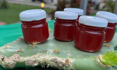 Conhecido como xique-xique, o Pilosocereus Gounellei é uma espécie de cacto comum no bioma Caatinga. Por ser uma planta