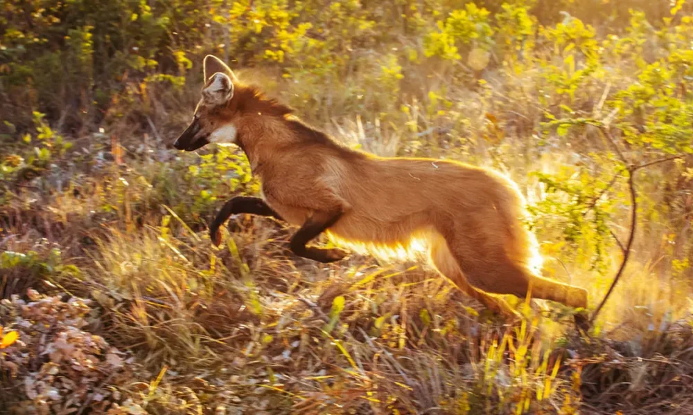 Após onze meses recebendo treinamento intensivo para se adaptar às condições da vida selvagem, a lobo-guará Jurema